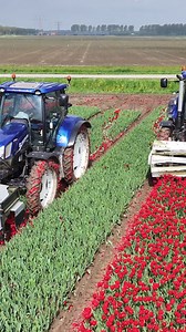 181K views · 449 reactions | Pruning tulip shoots | ვარკეთილში ბაგა-ბაღი ქინდერ ლენდი | Facebook