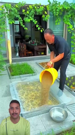 Growing Fresh Bean Sprouts at Home Made Easy #shortsfeed #shorts #trending