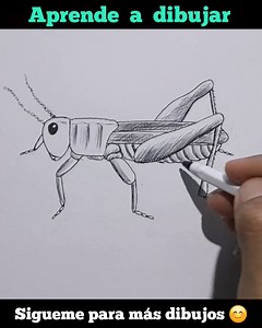 19K views · 235 reactions | Dibujo de un grillo paso a paso. #GRILLOS...