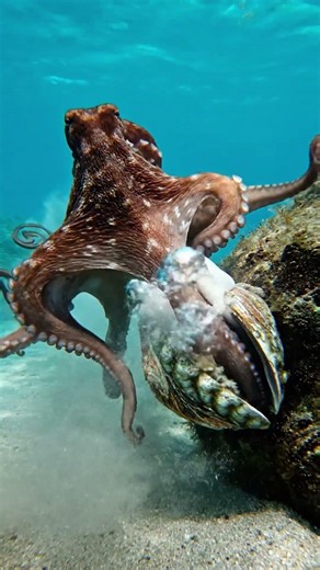 🐚 Nature's Toughest Shell vs Ocean's Smartest Predator | Octopus vs Abalone Survival Battle