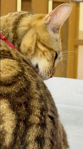 #shorts Rebecca-chan, WanNyan Living, Nasu Animal Kingdom, August 29, 2025