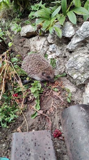 Hedgehog eating cat food #hedgehog
