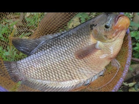 BUDIDAYA IKAN GURAME DI KOLAM TANAH AGAR CEPAT PANEN