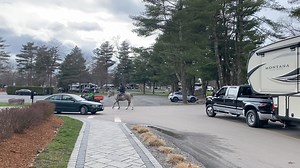 85K views · 695 reactions | We're ready for the weekend! Perfect weather for a campfire and we decided the horses needed to earn their hay so TJ and Smokey are escorting guests to their sites. | Normandy Farms Family Camping Resort | Facebook