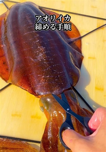 (完全保存版)アオリイカ締める手順 #釣り #fishing