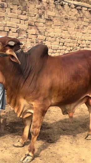 Cattle Business Points (@cattlebusinesspoint)’s videos with original sound - Cattle Business Points