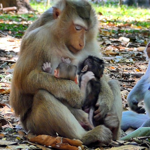 2.9K views · 93 reactions | Wow most sweet video Rose hug two baby in warm chest with love one is Rina two is Patch | Monkey Rose | Facebook