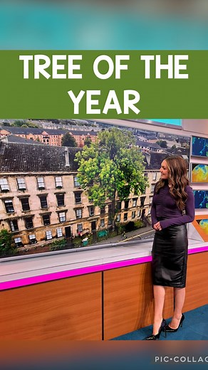 14K views · 311 reactions |  The Argyle street ash is the...