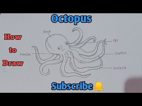 How to draw Octopus Diagram || Octopus drawing easy step by step || Biology diagram || #octopus
