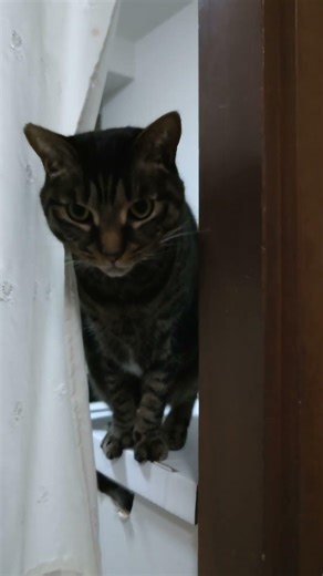 Shiki Is Waiting for Treats Through the Curtain Gap [ShikiGrowthNotes] #Shorts