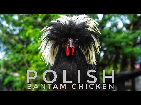 Polish Bantam Chicken - Best breed of chicken in the world
