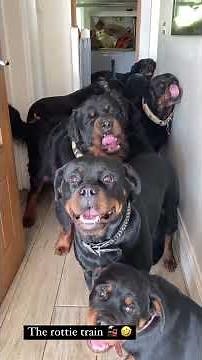 Cutest Rottweiler Moments That Will Melt Your Heart 🐾