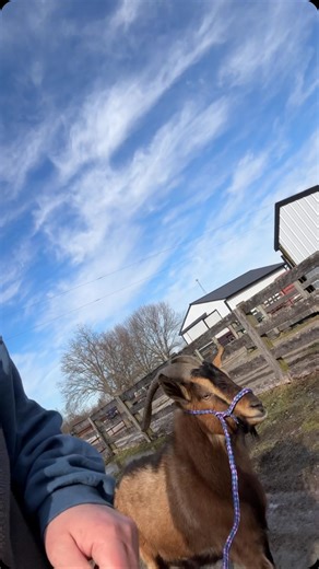 11K views · 7.6K reactions | George ❤️🐐 He’s been spending his days out in the integration area so he can talk to and meet his new friends safely through the fence. This is always my most nerve wracking and most magical parts. Introducing new animals into the herd. There have been plenty of times over the years I have questioned whether or not someone will work out will here, and you know what. They always do. Always. Everyone always asks how do you know when to say yes, how do you know 