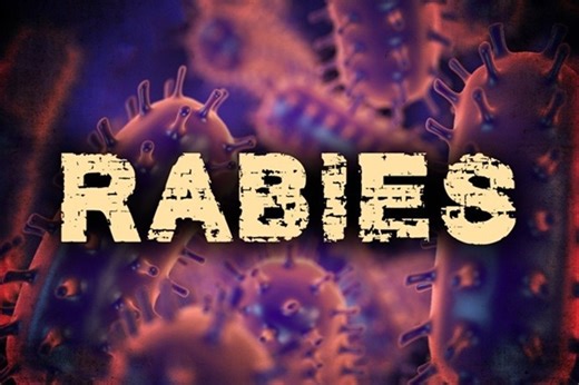 DSHS confirms rabies outbreak in Hays County