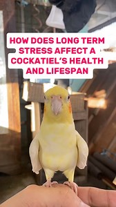 Healthy routines help support a longer happier life ♥️ #cockatiellover #cockatieltips #petcare | Esperedion Rada