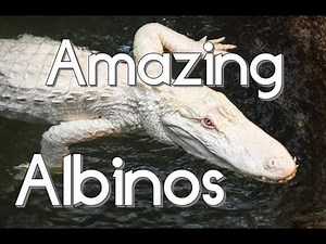 Amazing Albino Animal Compilation