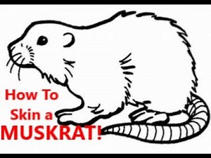 How to Skin a Muskrat, by Muskrat!