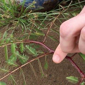 63K views · 1.1K reactions | Here's a "sensitive plant" (genus...