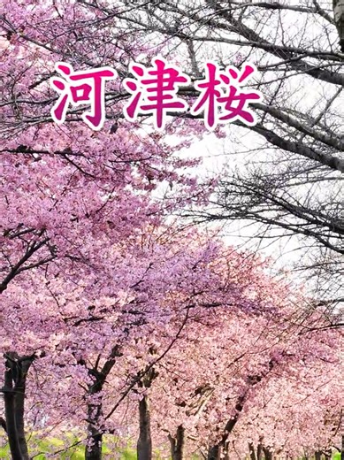 河津桜の美しさと魅力