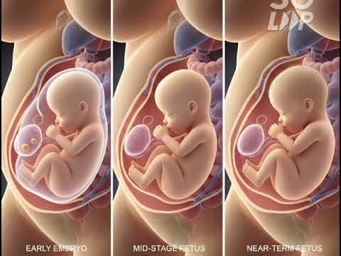 #theProcessofchildbirth #Zygote to newborn journey #Fetaldevelopmentinsidemotherwomb