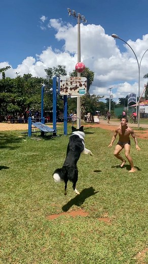 Floki, o cão atleta! 🇧🇷 on Instagram: "Caiu na minha AUtinha, já era! 🐾⚽️🇧🇷 . . . #altinha #alta #altinhafc #footvolley #futevolei #viral #videoviral #fyp #fypviral #cachorro"