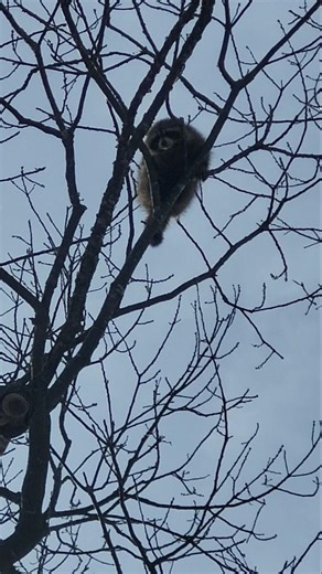 Red Oak Removal and a Raccoon #climbing #tree #arborist #forestry
