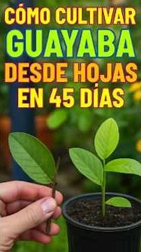 GUAVA LEAVES IN 45 DAYS? 😱 I'll TELL YOU THE TRUTH ABOUT GROWING GUAVA