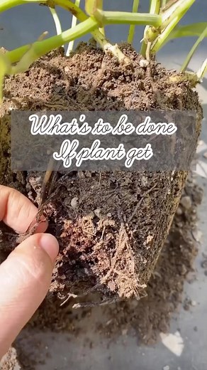 14K views · 48 reactions | Root rot of house plants is common when we...