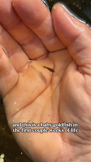 Baby goldfish exploding in growth