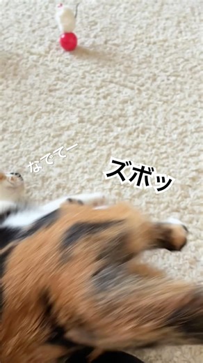 【なでなで】定位置にズボッと入ってくる猫【三毛猫ふく_20260305】