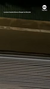 3.1M views · 63K reactions | A herd of capybaras surprised a woman in Brasilia recently, as they walked in single file down the street outside her house. | ABC News | Facebook