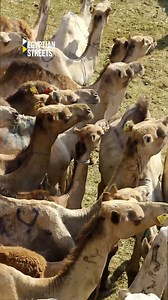 Did you know that camel meat is highly affordable and accessible to those less fortunate? Watch this video to learn more about Egypt's largest camel market! 🐫 | Egyptian Streets