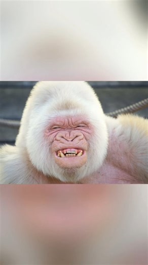 202 reactions · 91 shares | Albino Animals You've Never Seen Before  #gorilla #owl #albino #reelsinstagram #trendingreels #viral #viralvideos #fyp #reels #jesterfactsofficial #fypシ #interestingfacts #animals #highlights #everyone | Jesterfacts | Facebook
