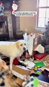 356K views · 14K reactions | This is why Labradors can’t be trusted with Christmas  And Purdy? GUILTY. #dogsofinstagram #labrador #dog #christmas | Bustersworld4 | Facebook