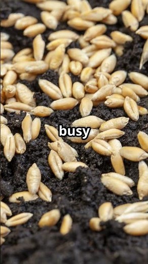 Rice, wheat, or flour—which one wakes your soil fastest?