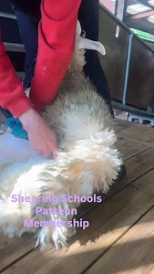 2K views · 40 reactions | Shearing fitness. Shearing tutorials link in bio | Shearing school | Facebook