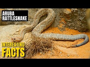 Amazing facts of Aruba Rattlesnake | Interesting Facts | The Beast World