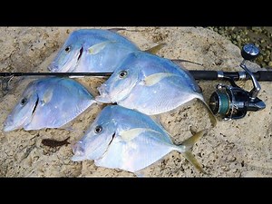 Florida’s Thinnest Fish! MOONFISH (Lookdown) Catch Clean Cook
