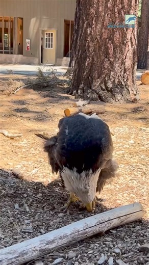 12K views · 1.3K reactions | What three things define a raptor? Em, our Bald Eagle ambassador, shows off all the qualifications while he enjoys a fresh trout! 1. 數 Raptors are meat-eating birds2. 礪 Sharp talons for grasping prey.3.  Sharp beak for tearing up meals. | Lake Tahoe Wildlife Care, Inc. | Facebook