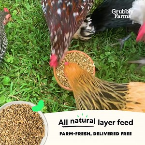 854 reactions · 124 shares | All natural layer feed, delivered free straight to your front door. Strong feathers, rich and creamy egg yolks, healthy chickens. Available in crumbles or pellet & whole grain mix. | Grubbly Farms | Facebook