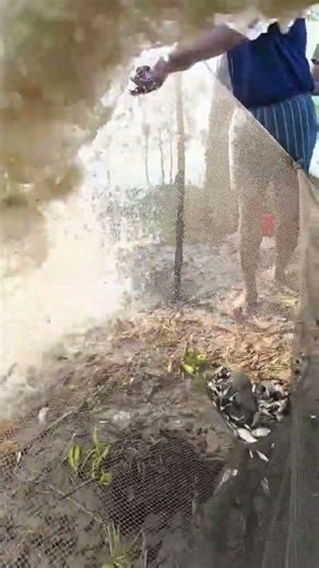 Small Fish Catching in River | Amazing Fishing Skills | Tiny Fish Catch