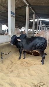 ZERO SIZE 🔥 JUTT BLACK GHENA 🥀 | Cattles With Rizvi