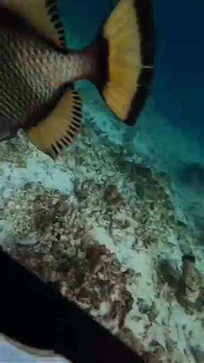 9.6K views · 298 reactions | Triggerfish the boss of the reef  : @rijal_komodo_sea https://www.instagram.com/rijal_komodo_sea/ | Diving Specials | Facebook