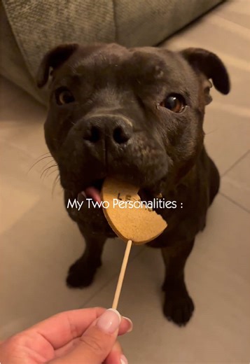 La douceur VS la non délicatesse 😂😂 comment sont vos chiens ? #dog#dogoftiktok#doglover#staffy#viedechien