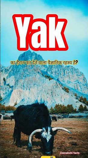 Why Yak Can Survive Where Humans Can't! 😱 | Amazing Yak Facts