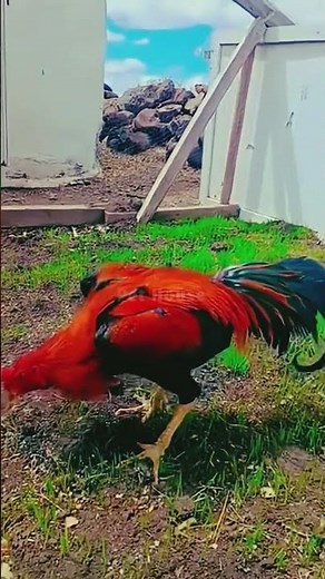 World’s Best Fighter Murga 🐓 | Powerful Asil Rooster Shorts | King of Gamefowl