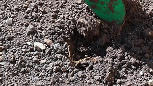 Hand digging a hole in the raised garden bed with a gardening trowel before planting