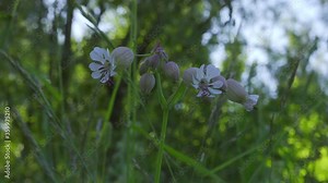 White field carnation on the background of the forest