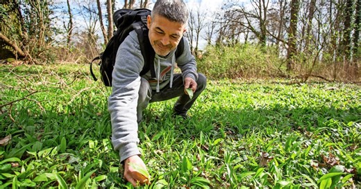 Achtung, Verwechslungsgefahr: Bärlauch hat im Frühjahr Hochsaison - und seine giftigen Doppelgänger auch