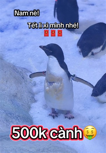 Khám Phá Thủy Cung Phú Quốc Dịp Tết